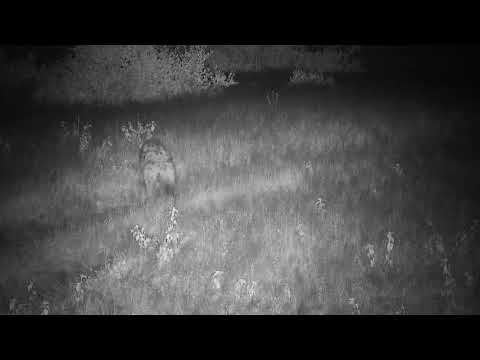 Djuma: Lone Hyena walking by sniffing the ground - 20:38 - 12/08/20