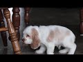 Cocker Spaniel dogs for sale: Asher - Video 1