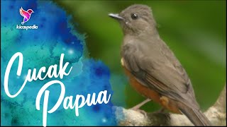 Download lagu Pitohui Bird Call Sound And Singing mp3 Download lagu Pitohui Bird Call Sound And Singing mp3