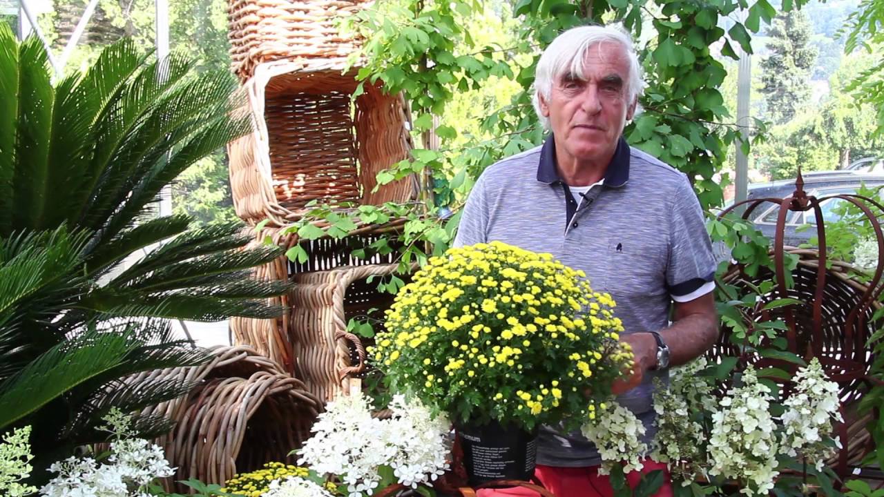 Chrysanthemen im Topf & Garten – Pflegen & Schneiden + Liste winterharter Arten