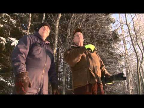 Monipuolinen metsä tuo onnea metsänomistajlle – UPM Metsä