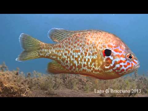 paraziták lepomis gibbosus)