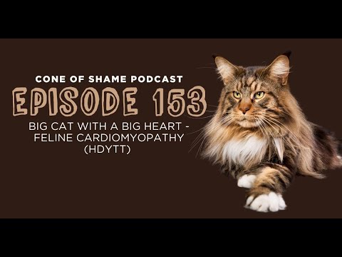 COS - 153 - Big Cat with a Big Heart - Feline Cardiomyopathy (HDYTT)