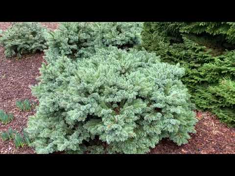 Picea engelman...