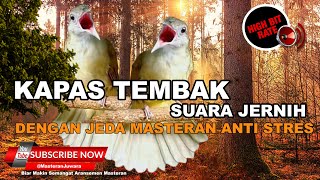 Download lagu 🔴 Request Netizen Masteran Kapas Tembak Jernih Jeda Pasti Efektif Pancingan Kapas Tembak Buka Ekor mp3