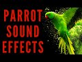 PARROT SOUND EFFECTS Parrot Sounds Maktub Ytv