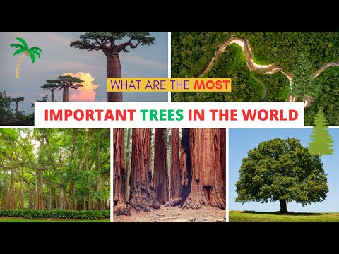 What are the most important trees in the world ?