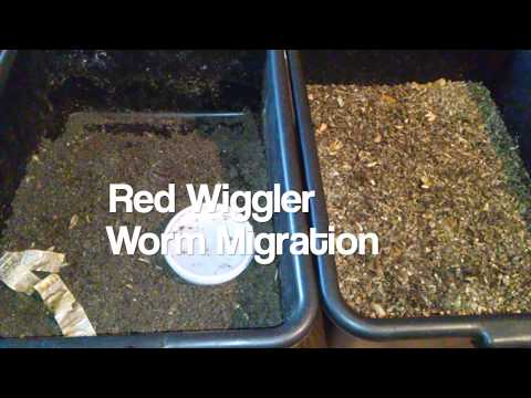 Red Wiggler Worm Migration: Food Burrito vs Bait Cup - Ep 5 - Is It Time To Ditch the Food Burrito?