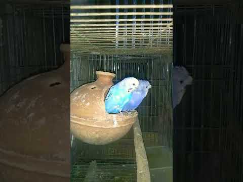 jp budgerigar in love smart bird.#shorts