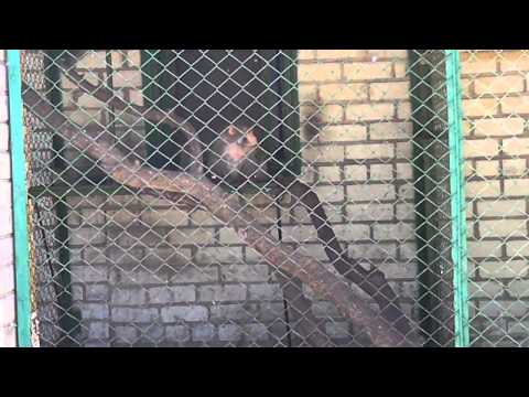 Monkey Johnik, Kherson zoo, Ukraine