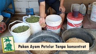 Download lagu Cara membuat pakan indukan Ayam KUB agar banyak bertelur tanpa konsentrat mp3