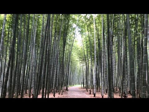 Four Seasons Bamboo Forest