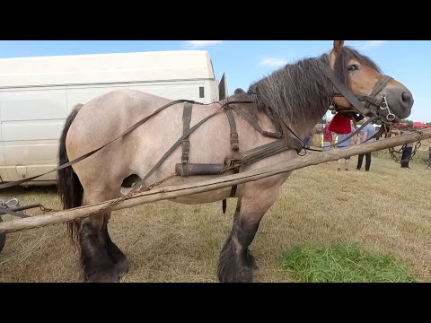 Cleopatra lui Sofia dl. Bogdan Horotan de la Satu Mare 2021