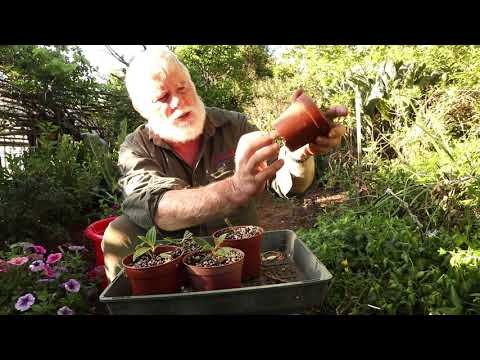 Tibouchina Tip cuttings in Spring, Success