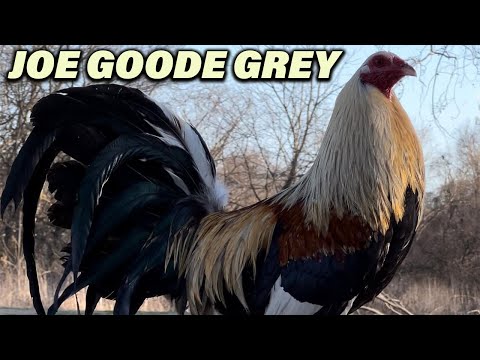 Jerry Gonzalez Joe Goode Grey Yellow Leg Hatch Sweater Kelso Albany Roundhead - Big Farm in Arkansas