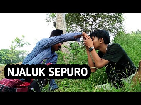 njaluk-sepuro