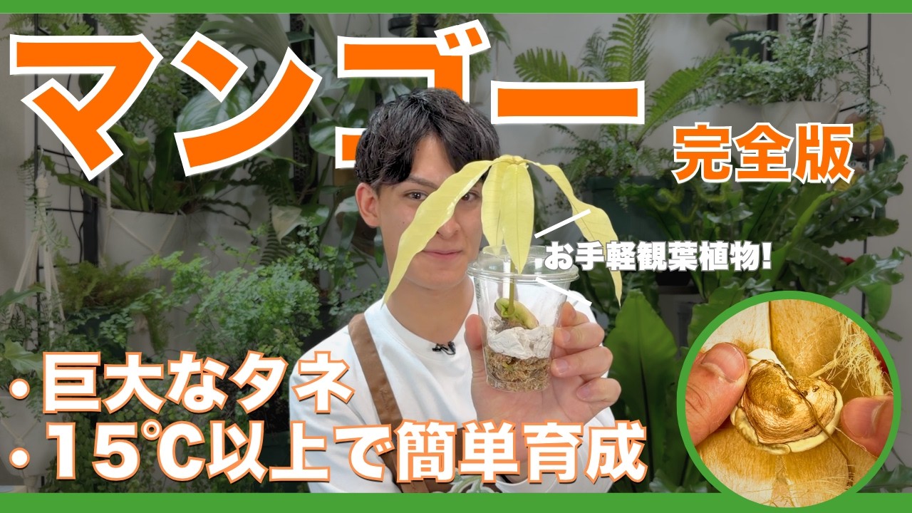【再生栽培】マンゴー食べたタネから再生させる栽培のポイントを徹底解説【ハイポネックス】