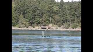 preview picture of video 'Orcas in Ganges Harbour, Salt Spring Island - April 7 2012'