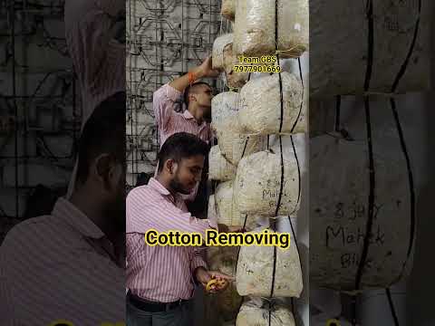 Cotton Removing From Oyster Mushroom Bags #oystermushrooms #farming #shorts