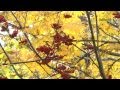 Фантазия на стихи Пушкина Осень - Fantasia on a poem by Pushkin Autumn ...