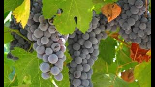 Questions & réponses n°107- www.regenere.org