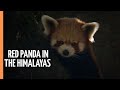 Breathtaking And Rare Images Of A Red Panda In The Depths Of The Himalayas Full Documentary