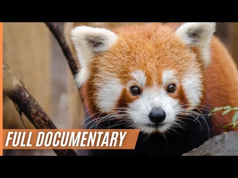 Breathtaking and rare images of a red panda in the depths of the Himalayas | Full Documentary