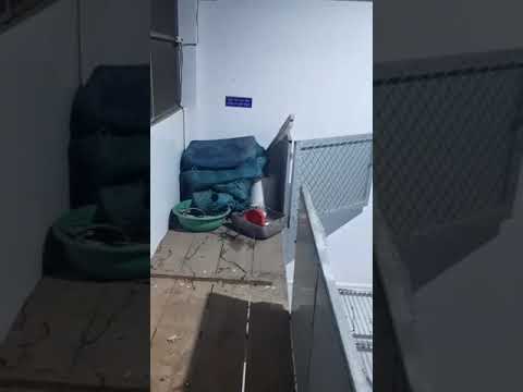 Lò mổ dê tươi Hùng Triều