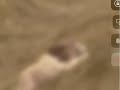 Mufasa S Death