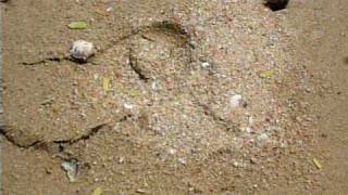 preview picture of video 'Tiny Crab on Payoon Beach near Phla Beach - Rayong Thailand'