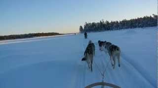 preview picture of video 'Husky sled trip near Nellim, Finland'