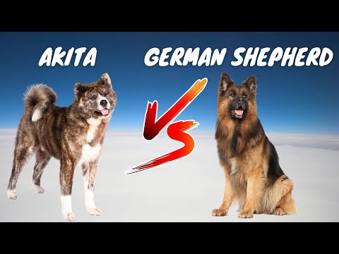 日本の秋田犬とジャーマンシェパードの10の主な違い