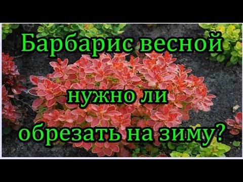 #Барбарис весной. Нужно ли обрезать на зиму?