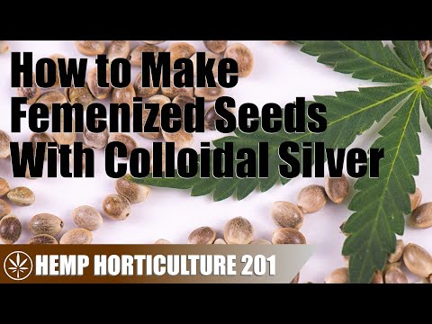 Making Femenized Hemp Seeds With Colloidal Silver