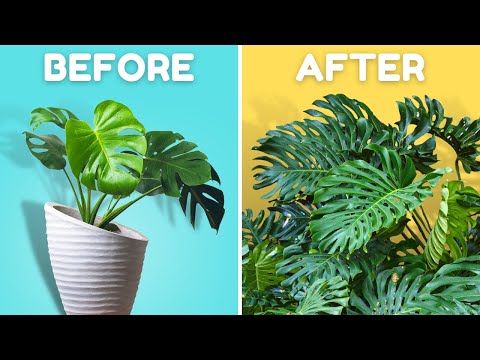 If I Only Knew These Plant Tips 5 Years Ago