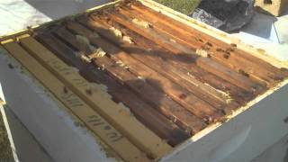 Comb Honey in America.. Beekeeper straight to Your table