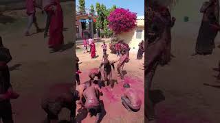 Download lagu holi celebrations ❤️#holi #holispecial #holidays #viralvideo #youtube #youtubeshorts #youtuber mp3 Download lagu holi celebrations ❤️#holi #holispecial #holidays #viralvideo #youtube #youtubeshorts #youtuber mp3