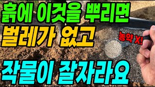 흙에 이것을 뿌리면 벌레가 없고 작물이 튼튼하게 잘자라서 대박납니다!