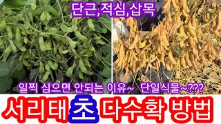 서리태콩(청자5호)  단근,적심,삽목으로2배이상 초 다수확 방법 서리태 파종, 심는시기,재배방법 메주콩,검은…