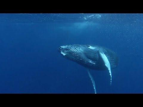 Sounds of the City Below the Sea | Blue York