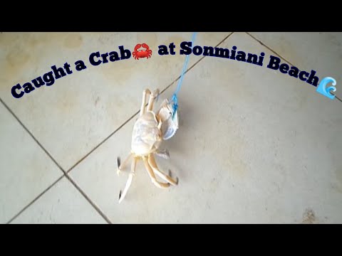 Crab Catch at Sonmiani Beach 🦀🌊 (@Tauseef957 )