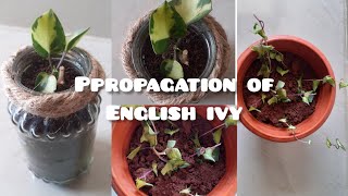 Propagation of English Ivy | Trying to propagate from a dying plant