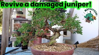 Revive a damaged juniper!  Matsuyoshi Bonsai Academy