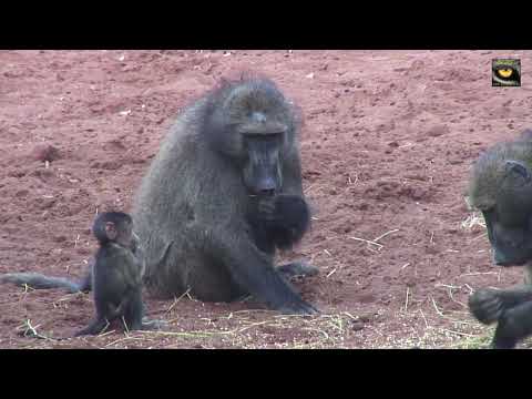 When your're hungry enough to eat grass