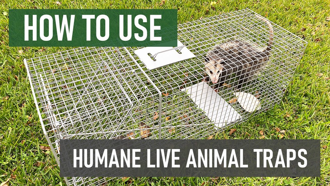 Chipmunk live trap deals