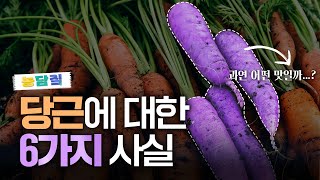 당근, 당신이 몰랐던 6가지 사실|농담짚