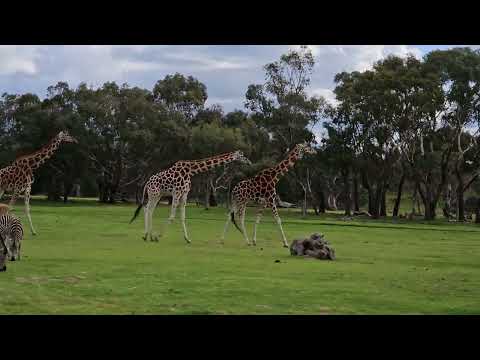 #wildlife #animals #giraffe #nature #werribee