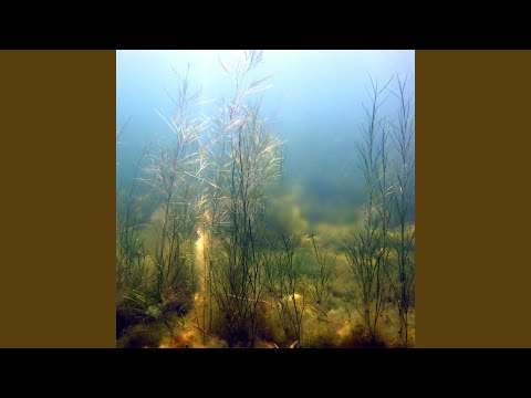 rosy's aqua garden of pure love and ecstasy