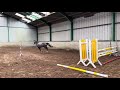 Ruin Andere pony rassen Te koop 2021 Schimmel
