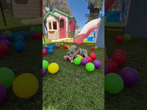 Video 2
